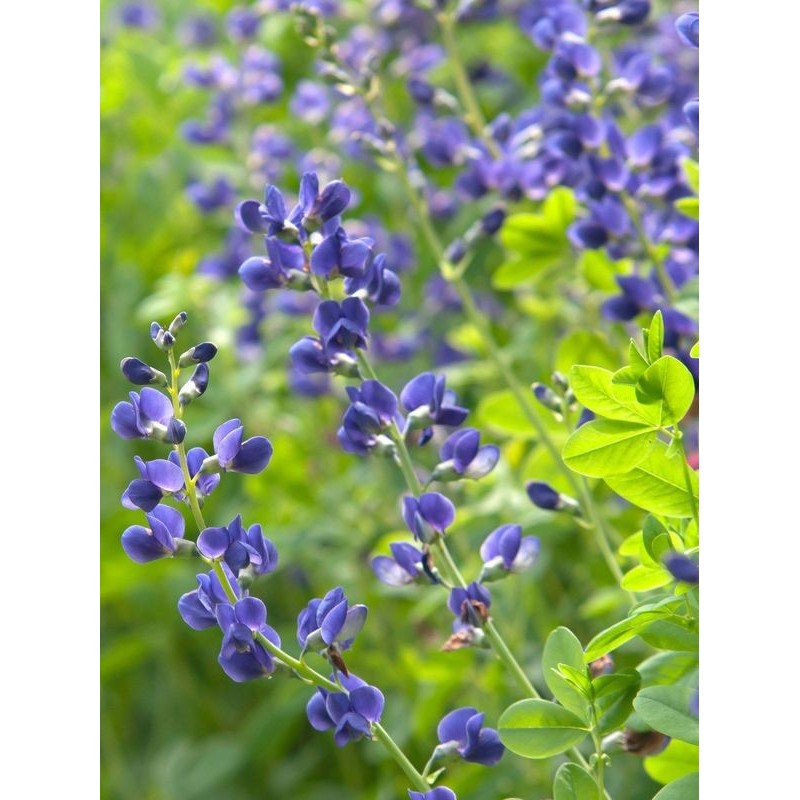 baptysja błękitna (Baptisia australis) Caspian Blue- Świat bylin - sklep internetowy