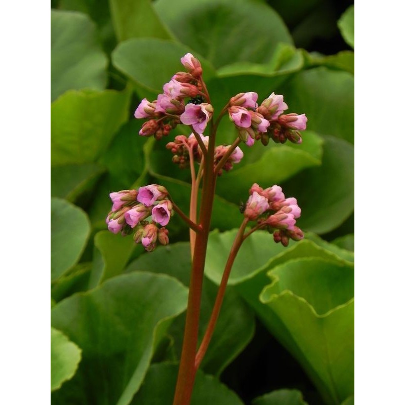 bergenia sercolistna (Bergenia cordifolia) Rose- Świat bylin - sklep internetowy