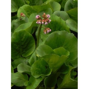 bergenia sercolistna (Bergenia cordifolia) Rose- Świat bylin - sklep internetowy