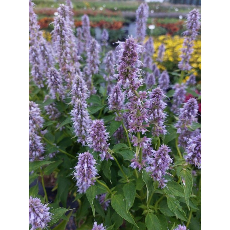 kłosowiec (Agastache hybrid) Blue Fortune- Świat bylin - sklep internetowy