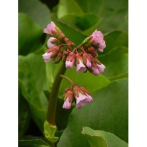 bergenia sercolistna (Bergenia cordifolia) Rose- Świat bylin - sklep internetowy