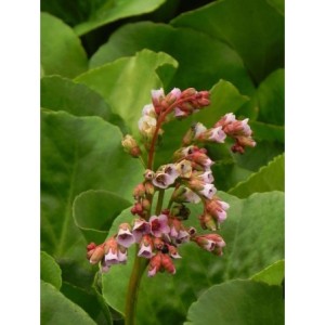 bergenia sercolistna (Bergenia cordifolia) Rose- Świat bylin - sklep internetowy