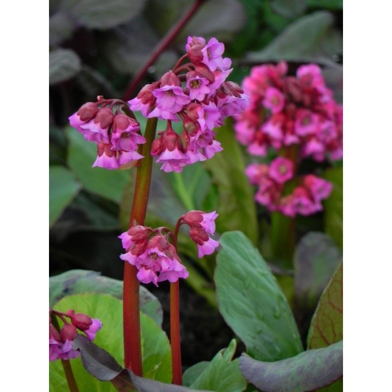 bergenia sercolistna (Bergenia cordifolia) Rotblum- Świat bylin - sklep internetowy