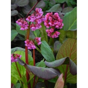 bergenia sercolistna (Bergenia cordifolia) Rotblum- Świat bylin - sklep internetowy