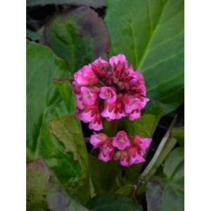 bergenia sercolistna (Bergenia cordifolia) Rotblum- Świat bylin - sklep internetowy