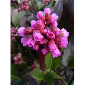 bergenia sercolistna (Bergenia cordifolia) Rotblum- Świat bylin - sklep internetowy