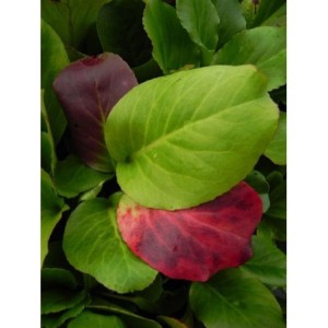 bergenia sercolistna (Bergenia cordifolia) Rotblum- Świat bylin - sklep internetowy