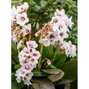bergenia sercolistna (Bergenia cordifolia) Snowtime- Świat bylin - sklep internetowy