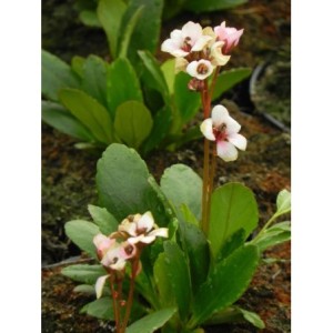 bergenia (Bergenia x hybrida) Dragonfly™ Angel Kiss- Świat bylin - sklep internetowy