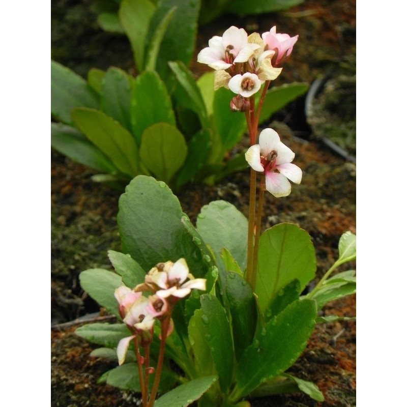 bergenia (Bergenia x hybrida) Dragonfly™ Angel Kiss- Świat bylin - sklep internetowy