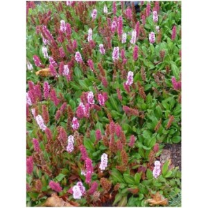 rdest pokrewny (Bistorta affinis) Darjeeling Red- Świat bylin - sklep internetowy