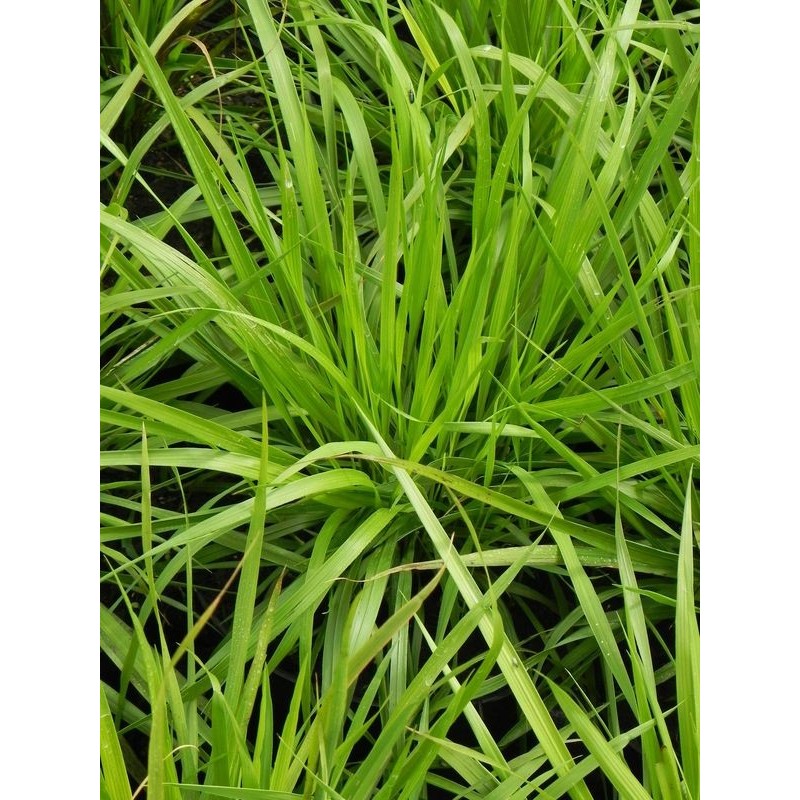 kłosownica pierzasta (Brachypodium pinnatum) - Świat bylin - sklep internetowy