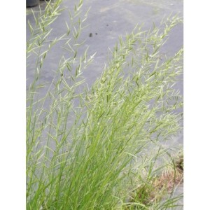kłosownica pierzasta (Brachypodium pinnatum) - Świat bylin - sklep internetowy