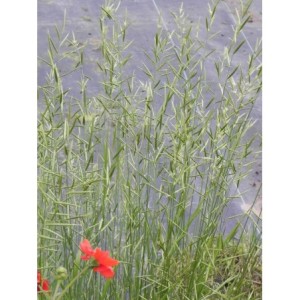 kłosownica pierzasta (Brachypodium pinnatum) - Świat bylin - sklep internetowy