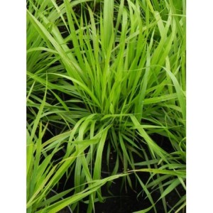 kłosownica pierzasta (Brachypodium pinnatum) - Świat bylin - sklep internetowy