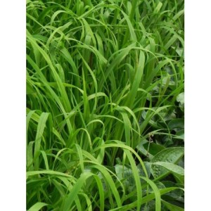 kłosownica leśna (Brachypodium sylvaticum) - Świat bylin - sklep internetowy