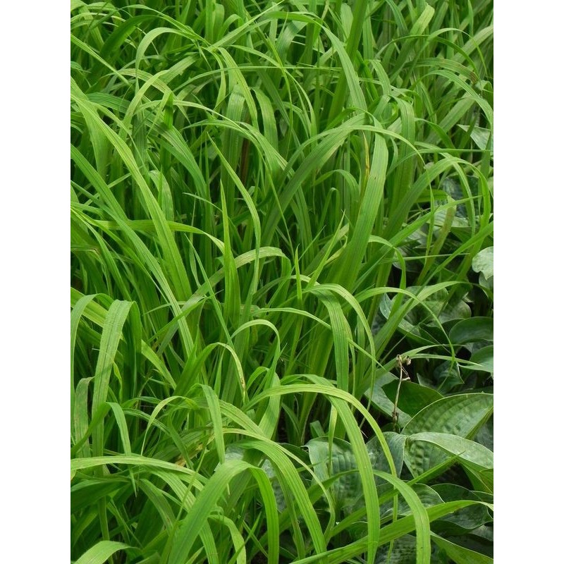 kłosownica leśna (Brachypodium sylvaticum) - Świat bylin - sklep internetowy