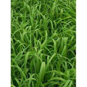 kłosownica leśna (Brachypodium sylvaticum) - Świat bylin - sklep internetowy