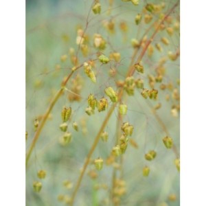 drżączka średnia (Briza media) - Świat bylin - sklep internetowy