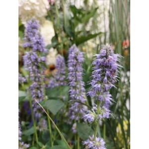 kłosowiec (Agastache hybrid) Blue Fortune- Świat bylin - sklep internetowy