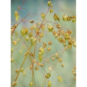 drżączka średnia (Briza media) - Świat bylin - sklep internetowy