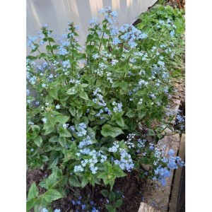 brunnera wielkolistna (Brunnera macrophylla) Alexander`s Great- Świat bylin - sklep internetowy