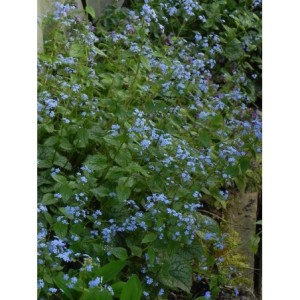 brunnera wielkolistna (Brunnera macrophylla) Alexander`s Great- Świat bylin - sklep internetowy