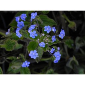 brunnera wielkolistna (Brunnera macrophylla) Alexander`s Great- Świat bylin - sklep internetowy