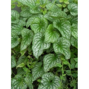 brunnera wielkolistna (Brunnera macrophylla) Alexander`s Great- Świat bylin - sklep internetowy