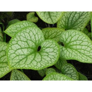 brunnera wielkolistna (Brunnera macrophylla) Alexander`s Great- Świat bylin - sklep internetowy