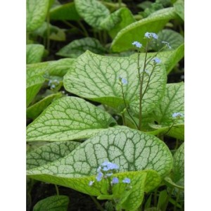 brunnera wielkolistna (Brunnera macrophylla) Alexander`s Great- Świat bylin - sklep internetowy