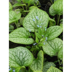 brunnera wielkolistna (Brunnera macrophylla) Alexander`s Great- Świat bylin - sklep internetowy