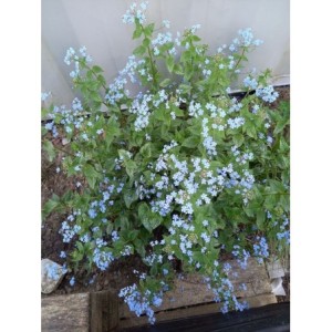 brunnera wielkolistna (Brunnera macrophylla) Alexander`s Great- Świat bylin - sklep internetowy