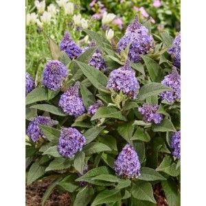 budleja Davida (Buddleja davidii) Little Rockstars Blue- Świat bylin - sklep internetowy