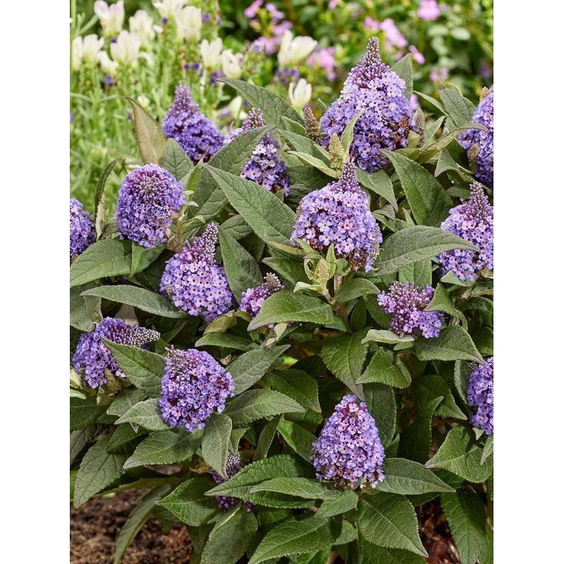 budleja Davida (Buddleja davidii) Little Rockstars Blue- Świat bylin - sklep internetowy