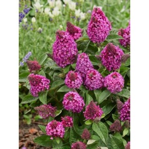 budleja Davida (Buddleja davidii) Little Rockstars Red- Świat bylin - sklep internetowy