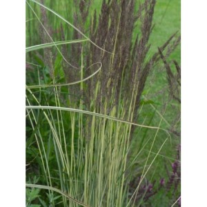 trzcinnik ostrokwiatowy (Calamagrostis acutiflora) Avalanche- Świat bylin - sklep internetowy