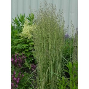 trzcinnik ostrokwiatowy (Calamagrostis acutiflora) Avalanche- Świat bylin - sklep internetowy