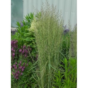 trzcinnik ostrokwiatowy (Calamagrostis acutiflora) Avalanche- Świat bylin - sklep internetowy