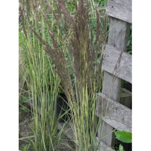 trzcinnik ostrokwiatowy (Calamagrostis acutiflora) Avalanche- Świat bylin - sklep internetowy