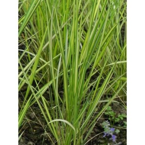 trzcinnik ostrokwiatowy (Calamagrostis acutiflora) England- Świat bylin - sklep internetowy