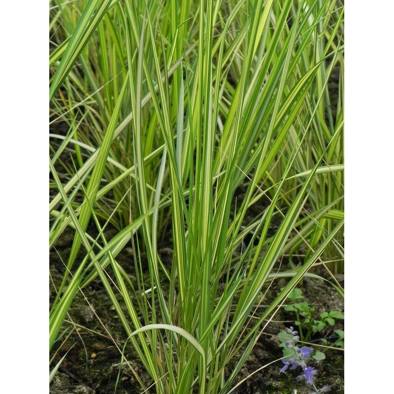 trzcinnik ostrokwiatowy (Calamagrostis acutiflora) England- Świat bylin - sklep internetowy