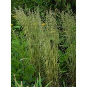 trzcinnik ostrokwiatowy (Calamagrostis acutiflora) England- Świat bylin - sklep internetowy