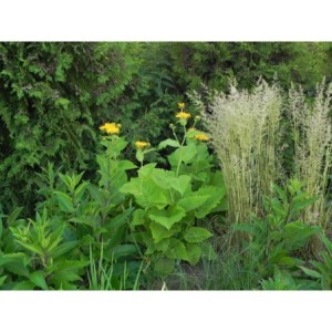 trzcinnik ostrokwiatowy (Calamagrostis acutiflora) England- Świat bylin - sklep internetowy