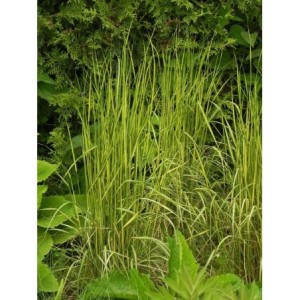 trzcinnik ostrokwiatowy (Calamagrostis acutiflora) England- Świat bylin - sklep internetowy