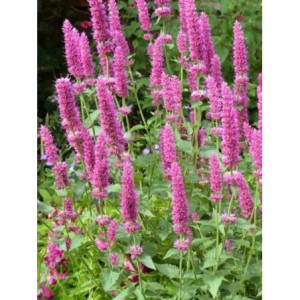 kłosowiec (Agastache hybrid) Danish Delight- Świat bylin - sklep internetowy