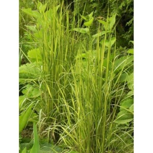 trzcinnik ostrokwiatowy (Calamagrostis acutiflora) England- Świat bylin - sklep internetowy