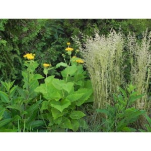 trzcinnik ostrokwiatowy (Calamagrostis acutiflora) England- Świat bylin - sklep internetowy