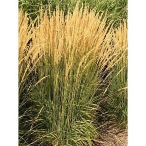 trzcinnik ostrokwiatowy (Calamagrostis acutiflora) Karl Foerster- Świat bylin - sklep internetowy