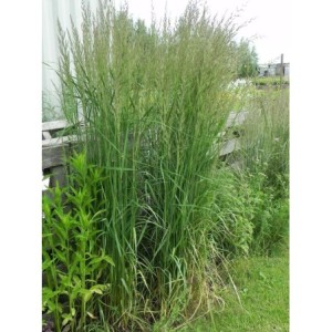 trzcinnik ostrokwiatowy (Calamagrostis acutiflora) Karl Foerster- Świat bylin - sklep internetowy